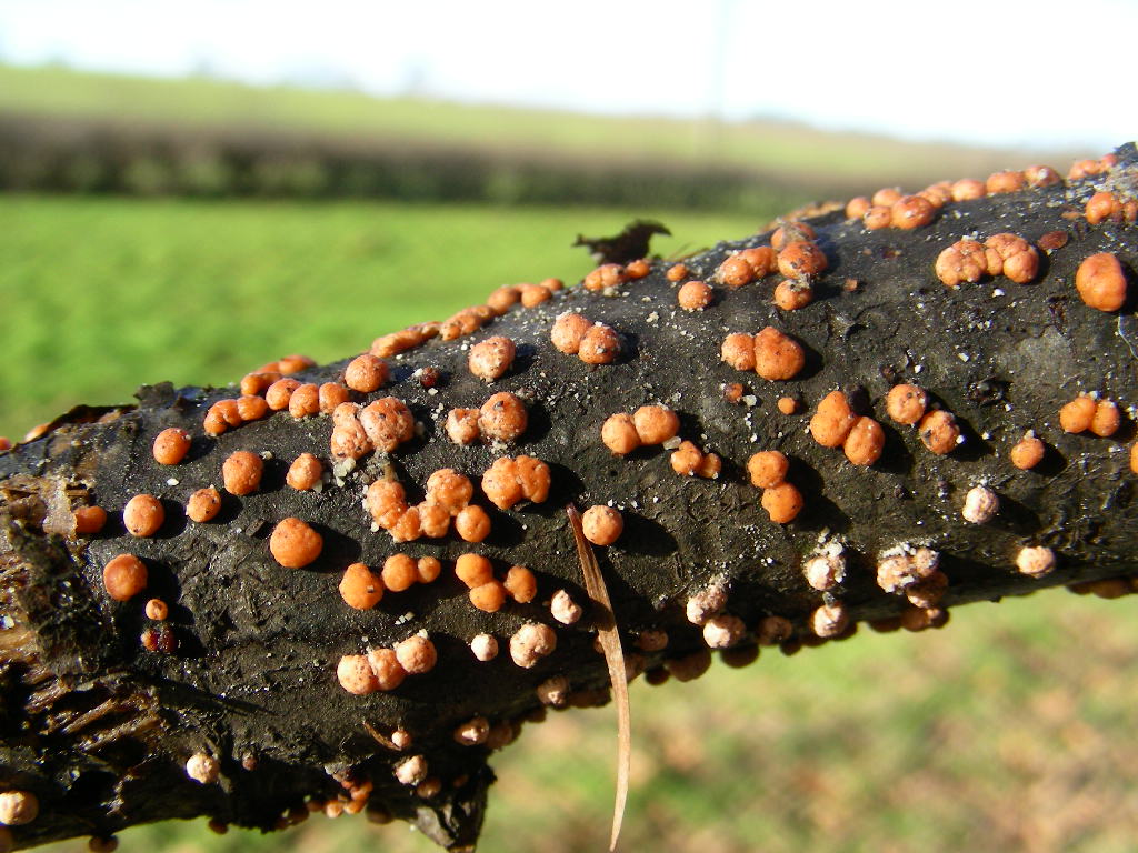 Piccoli .... asco  [Tubercularia vulgaris?]